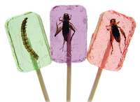 Discover the World of Edible Insects