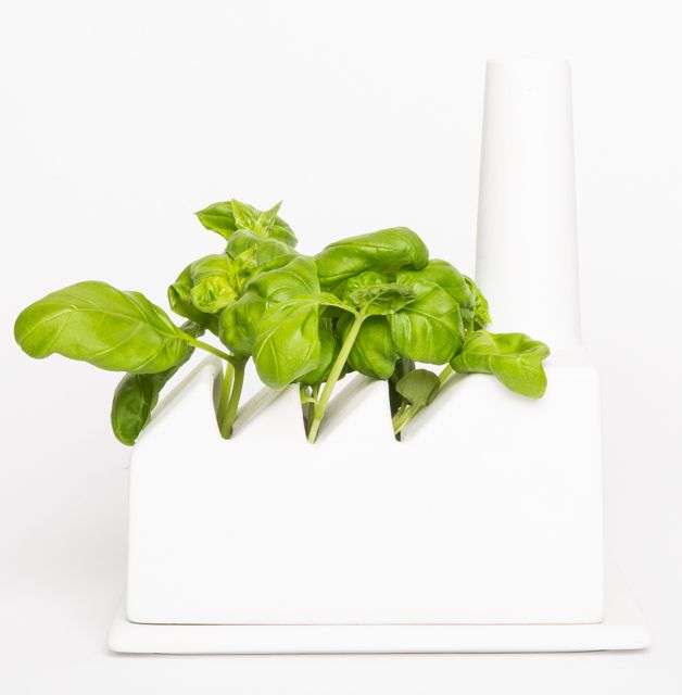 Grow Your Own Kitchen Herbs
