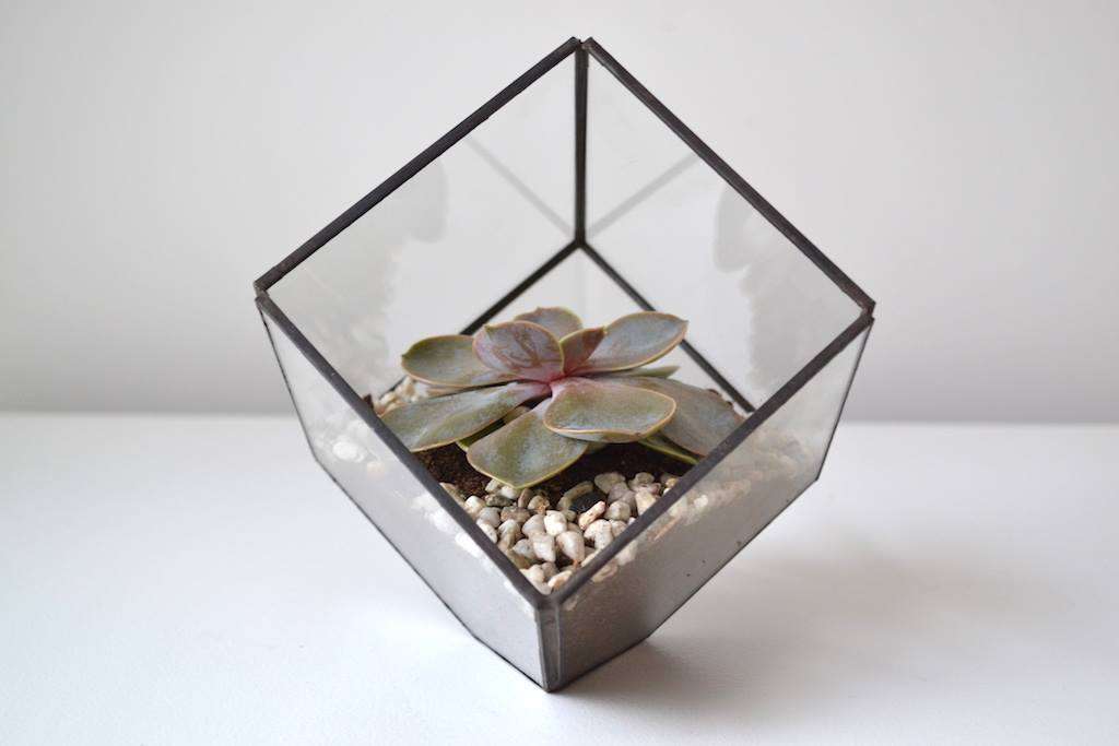 Artful Glass Cube for Succulents